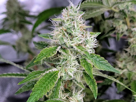 Flowering day 50 - Blue Dream by Seed Supreme cannabis buds are still almost all white hairs