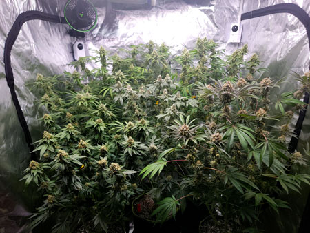Flowering day 50 for cannabis plants under the HLG LED grow light (GrowWeedEasy.com cannabis grow journal)