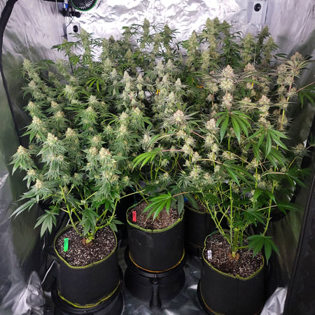 Flowering day 50 cannabis plants in regular light (smart pots, coco loco soil)