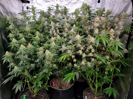 Flowering Day 50, HLG LED grow light cannabis plants in a grow tent - GrowWeedEasy.com live grow journal 