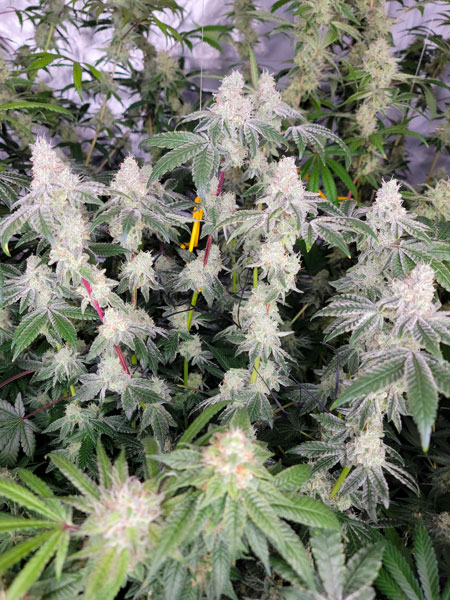 Flowering day 50, the Mandarin Cookies by Ethos plant is soaking up the light