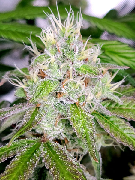 Flowering Day 50 - Purple Ghost Candy by Seedsman cannabis buds still mostly white hairs