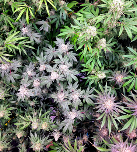 Flowering Day 51 in the cannabis grow tent - getting colorful leaves in there! GrowWeedEasy.com grow journal