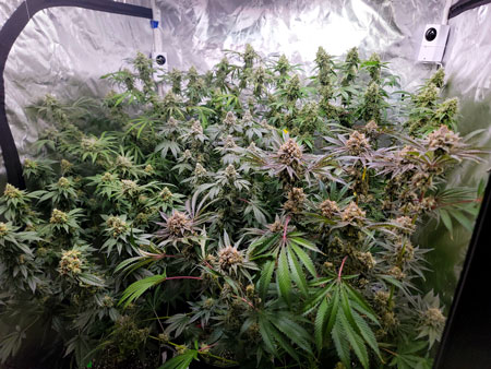 Flowering Day 54 - Cannabis photoperiod plants - GrowWeedEasy grow journal