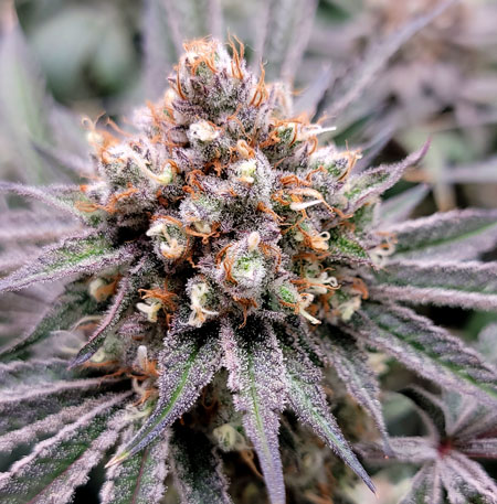 Flowering day 55 Candy Games #38 bud closeup