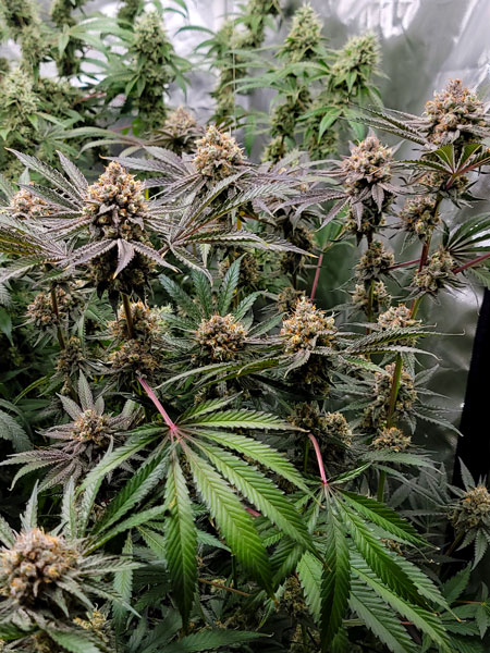 Buds got chunkier as time went on