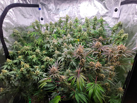 Flowering day 57 colorful cannabis grow tent at GrowWeedEasy.com