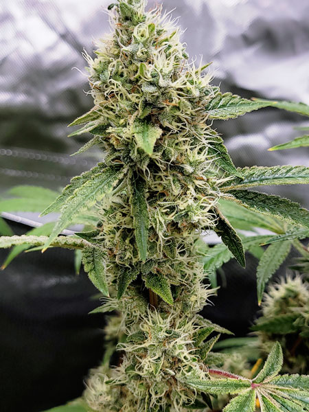 Flowering day 59 - Blue Dream