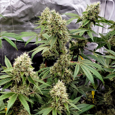 All the Blue Dream cannabis buds still all white hairs on floering day 59 - GrowWeedEasy.com grow journal