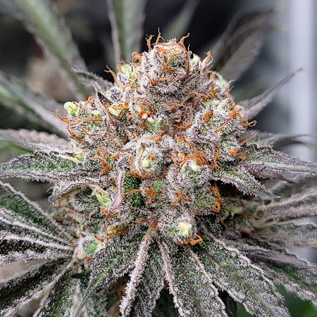 Flowering day 59 - Candy Games #38