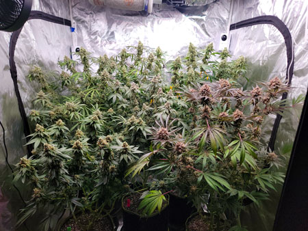 Flowering day 59 cannabis plants starting to fade and get unique colors