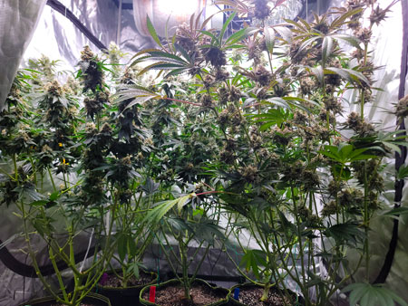 Flowering day 59 cannabis plants underskirt view 