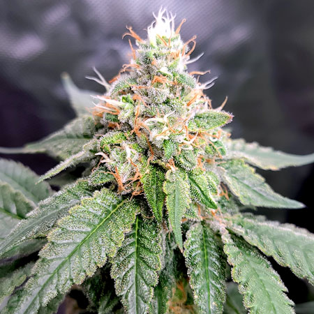 Flowering day 59 - GG4 x Zkittles