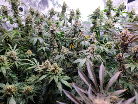 Flowering day 59 - so many different colors!