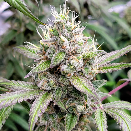 Flowering Day 59 - Purple Ghost Candy