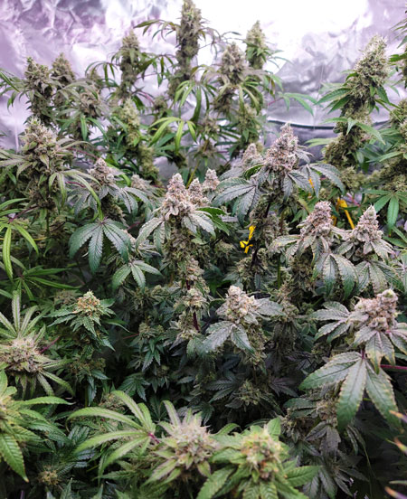 Flowering day 61 - Mandarin Cookies plant in the middle of a cannabis grow tent - Grow journal by GrowWeedEasy.com