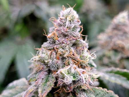 Flowering day 61 - Mandarin Cookies by Ethos - trichome covered buds! Grow journal by GrowWeedEasy.com