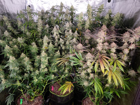 Flowering day 62 in teh cannabis grow tent. Natural light photo