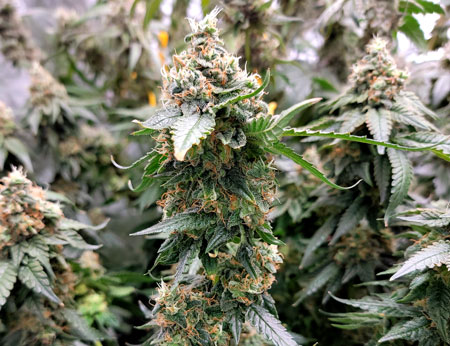 Flowering day 62 - GG4 x Zkittles buds are finally fattening up!