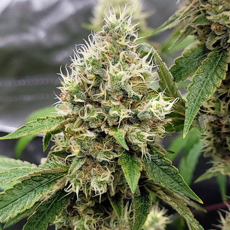 Flowering day 67 - Blue Dream cannabis bud at GrowWeedEasy.com