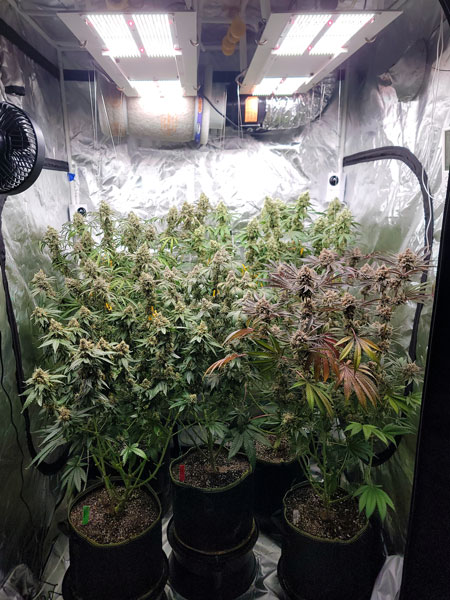 Flowering day 67 cannabis grow tent with HLG LED grow lights by GrowWeedEasy.com