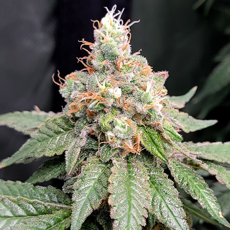 Flowering day 67 - GG4 x Zkittles cannabis bud at GrowWeedEasy.com