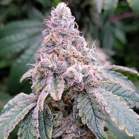 Flowering day 67 - Mandarin Cookies bud - cannabis trichomes closeup at GrowWeedEasy.com