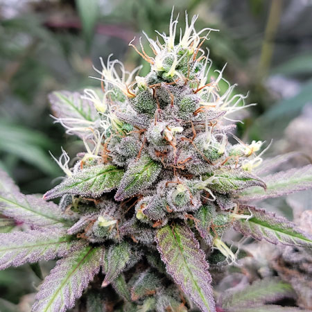 Flowering Day 67 - Purple Ghost Candy bud closeup on GrowWeedEasy.com