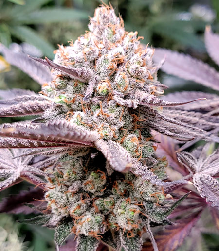 Flowering day 67 - Candy Games #38