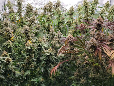 Flowering day 68 - chunky marijuana grow tent by GrowWeedEasy.com