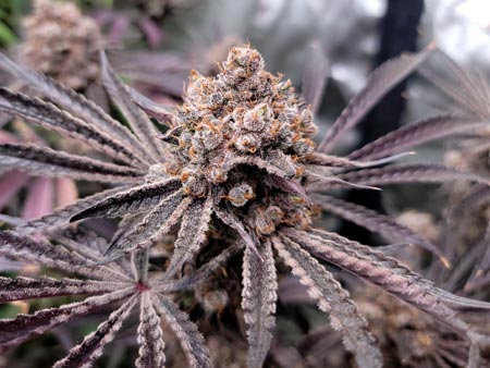 Candy Games #38 bud closeup