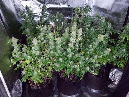 Flowering stage - using tons of plant yo-yos to hold up the heavy colas