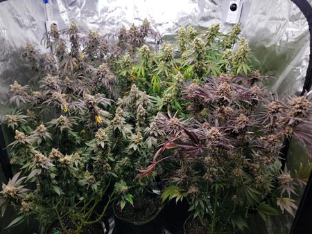 Harvest day plants