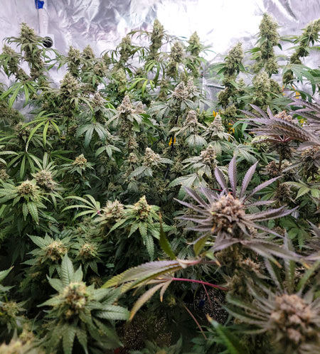 Full grow tent filled to the brim with big cannabis bud colas - GrowWeedEasy.com live grow journal