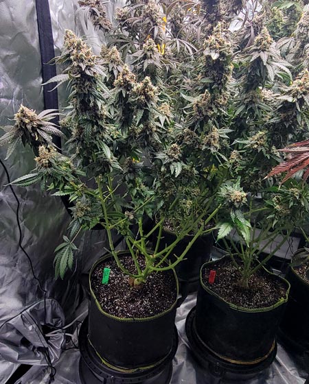 GG4 x Zkittles plant on harvest day