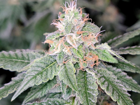 GG4 x Zkittlez floering day 49 - bud closeup with trichomes (leafy buds) 