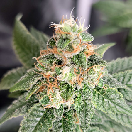 GG4 x Zkittles flowering day 55 - Bud closeup - Not ready for harvest yet