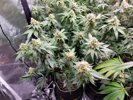 GG4 x Zkittlez cannabis plant flowering day 55. Not yet ready for harvest