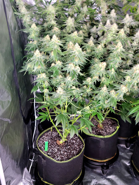 GG4 x Zkittlez cannabis plant flowering day 49, almost ready to harvest already!
