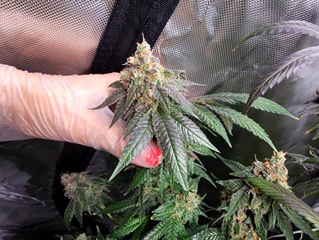 GG4 x Zkittles has a fresh scent