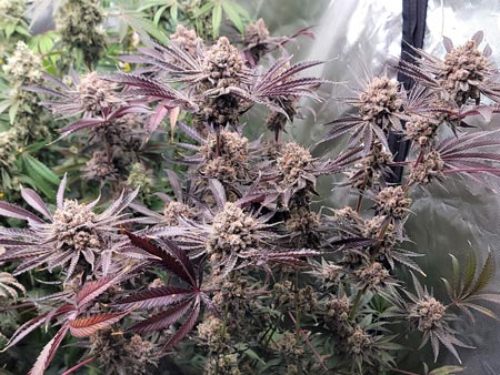 Candy Games #38 cannabis plant on harvest day