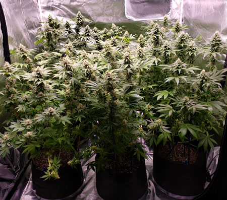 Grown with GH nutrients