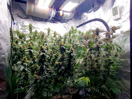 HLG 350 LED grow light is overpowered for growing cannabis in doors - GrowWeedEasy.com