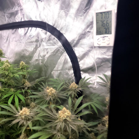 Humidity is 70% RH in the grow tent - too high for this stage of the flowering stage!