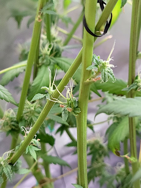 Little buds - I removed them all in lollipop but not the leaves (experimental lollipopping tek)