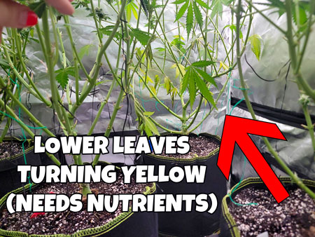 Lower leaves are turning yellow and wilting - cannabis plant needs more nutrients overall