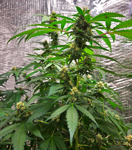 Beautiful plant by Flatv8