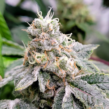 Mandarin Cookies bud