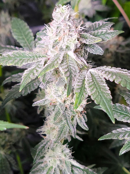 Mandarin Cookies by Ethos Genetics - cannabis flowering day 44 - GrowWeedEasy.com grow journal