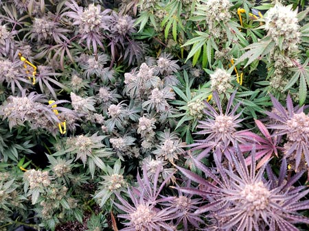 Mandarin Cookies is the tiny cannabis plant in the middle of the grow tent